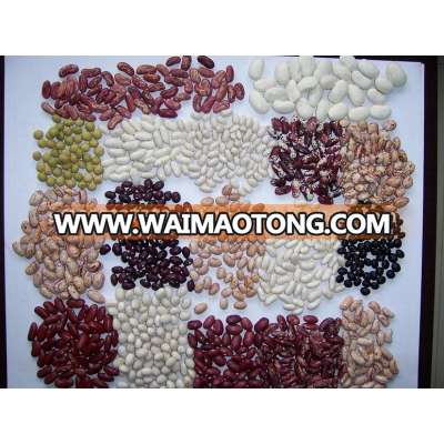 High Quality Black Kidney Beans