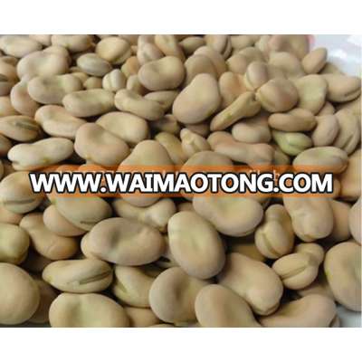 Whole and Split Broad beans/ Fava beans