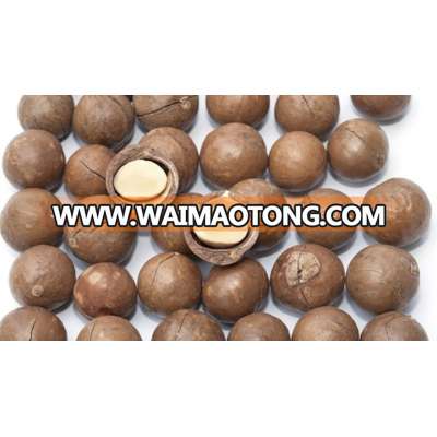 Macadamia Nuts /Macadamia Nuts in Shell/Roasted Salted Macadamia Nuts for sale