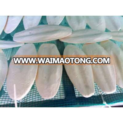 CUTTLEFISH BONE